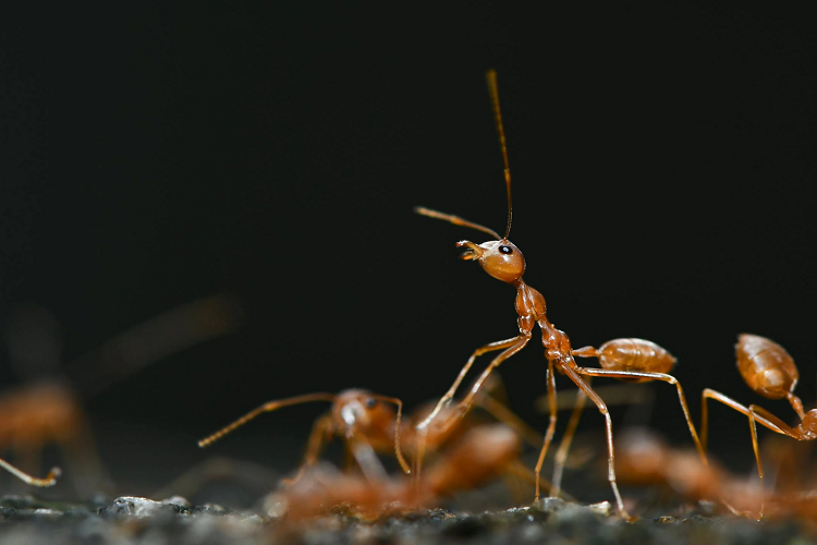 Termite Inspections
